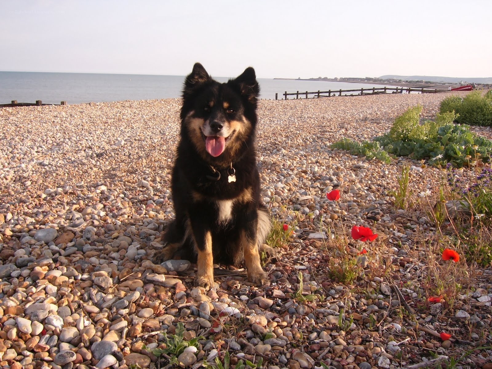 dog on a pebble beach