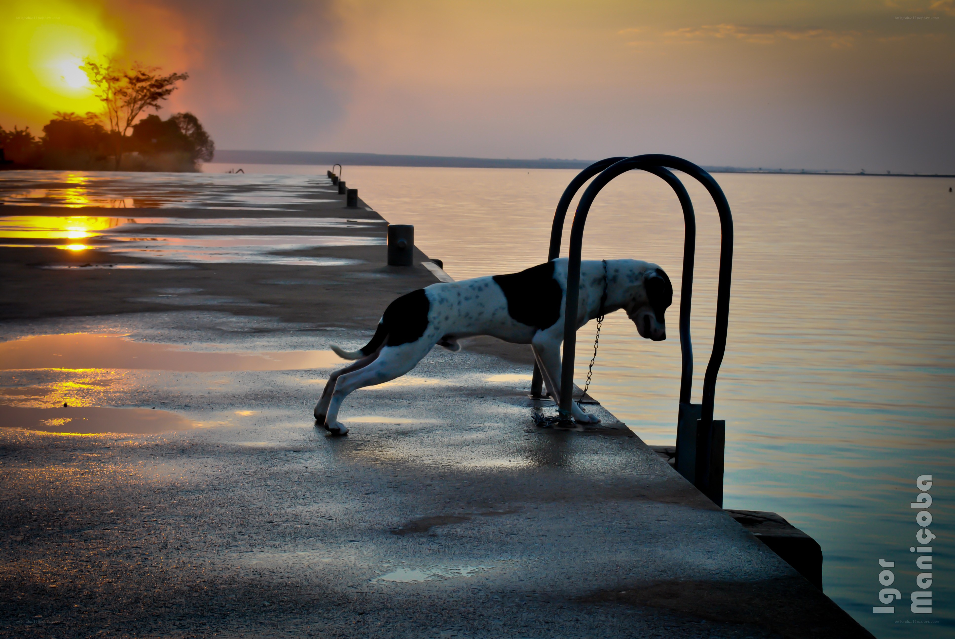 Dog on a pier at sunset