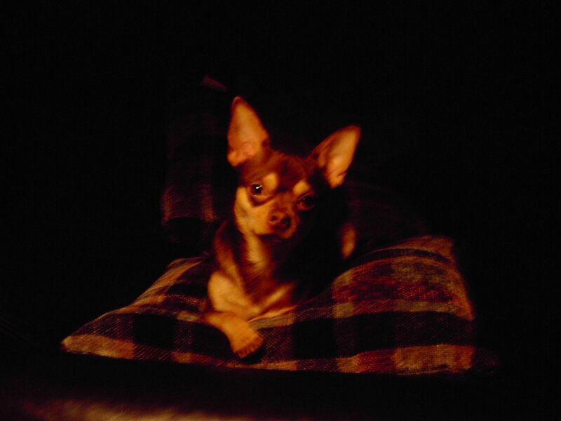 dog on a pillow in dark room