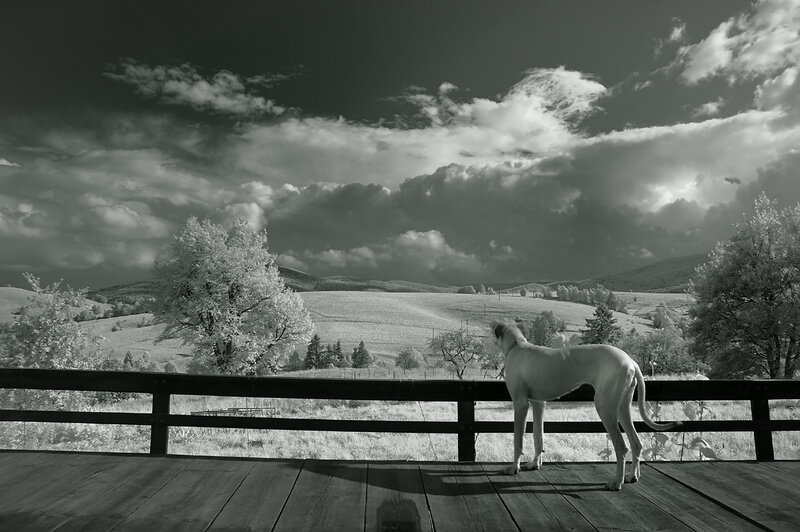 Dog on a Porch