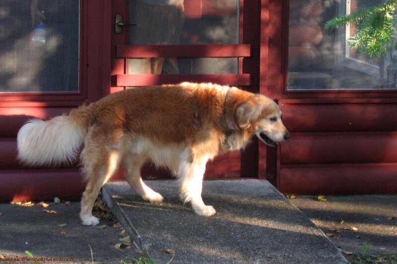 dog on a ramp outside