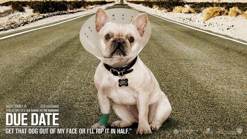 dog on a road with cone