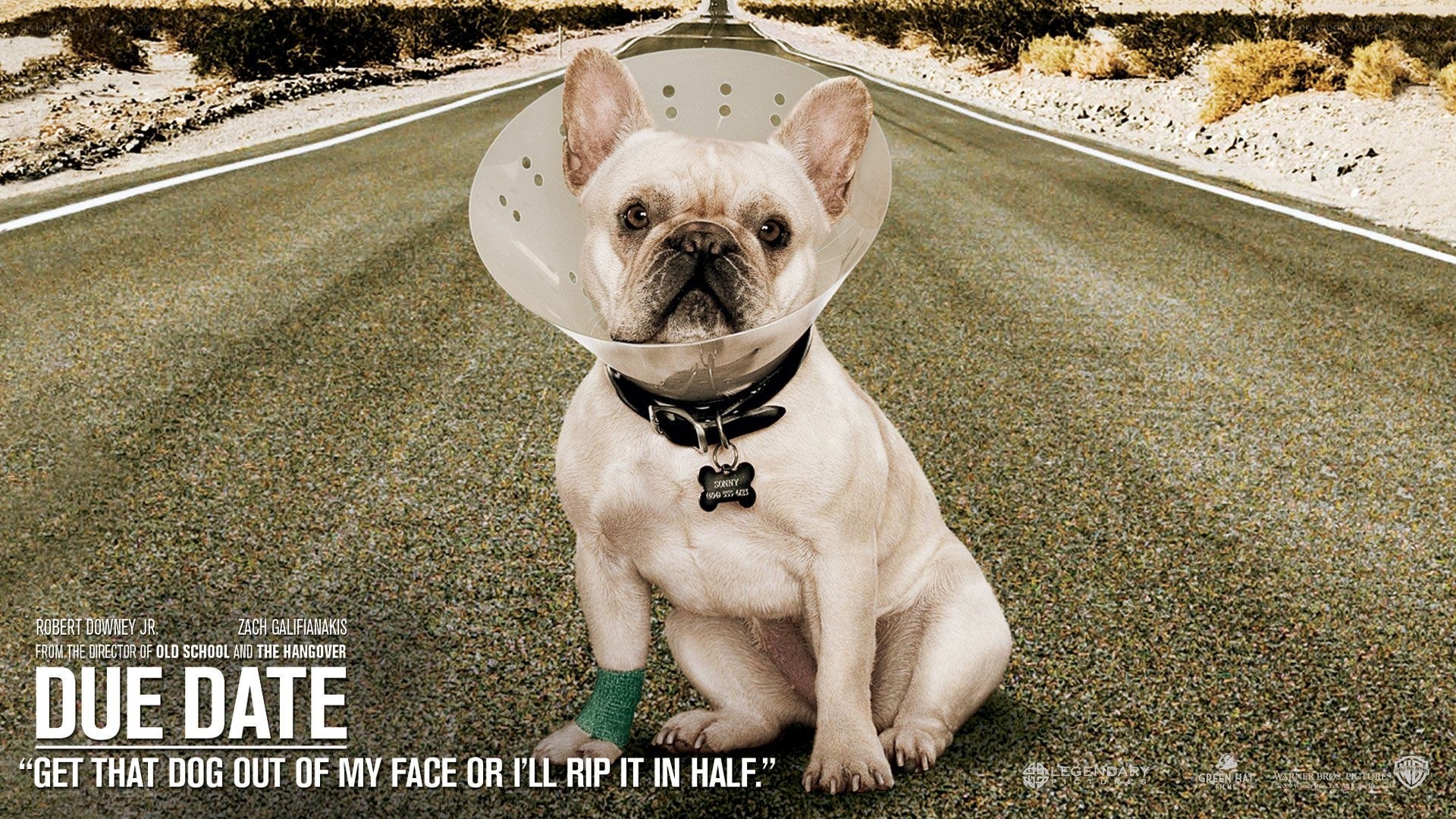 dog on a road with cone