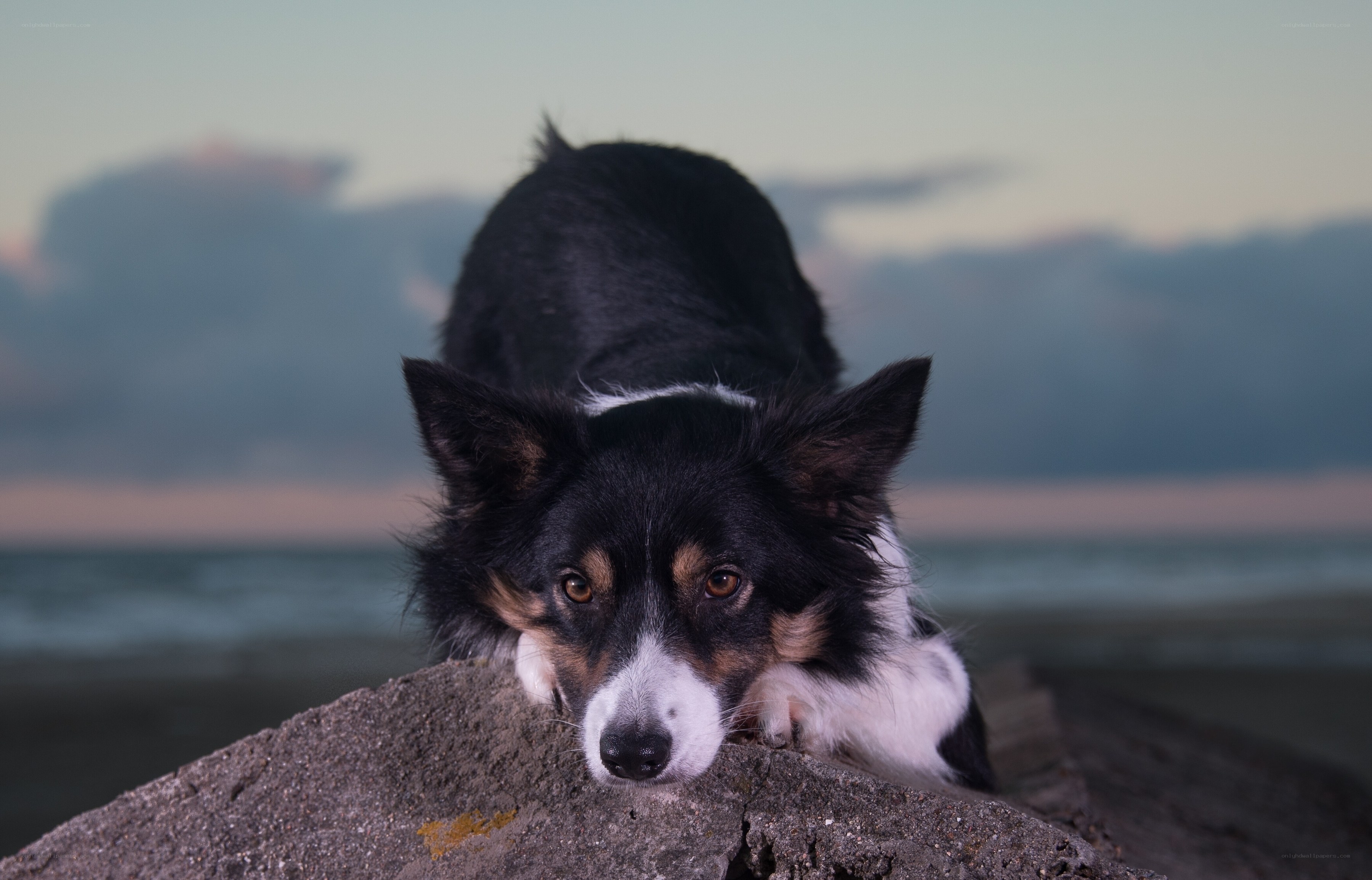 dog on a rock at sunset