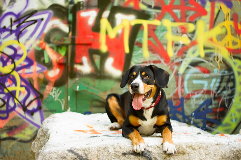 Dog on a Rock — Black