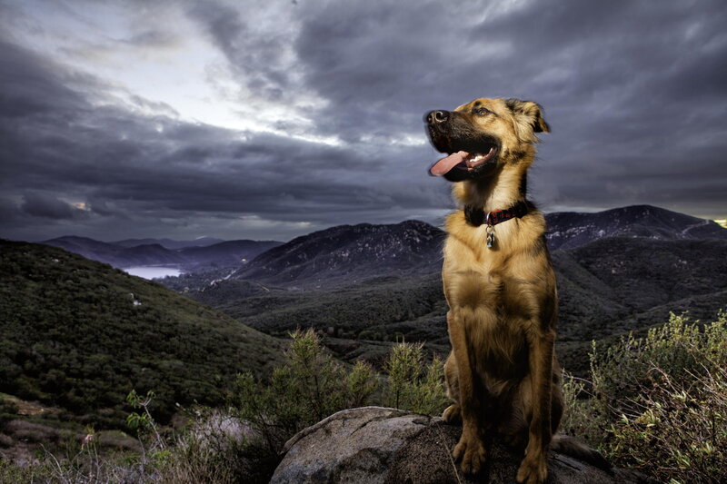 Dog on a Rock — Brown, Dramatic