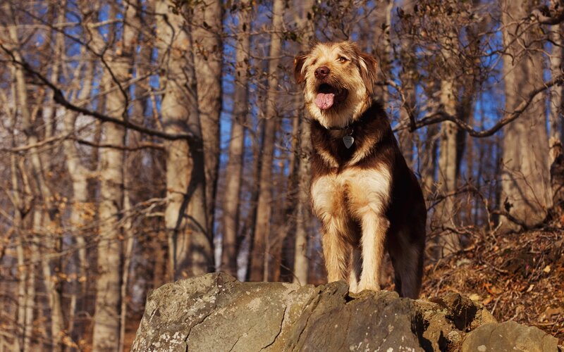 Dog on a Rock — Brown, Serene