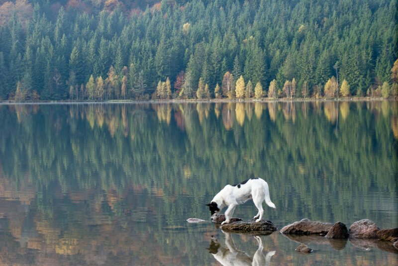 Dog on a rock by the lake