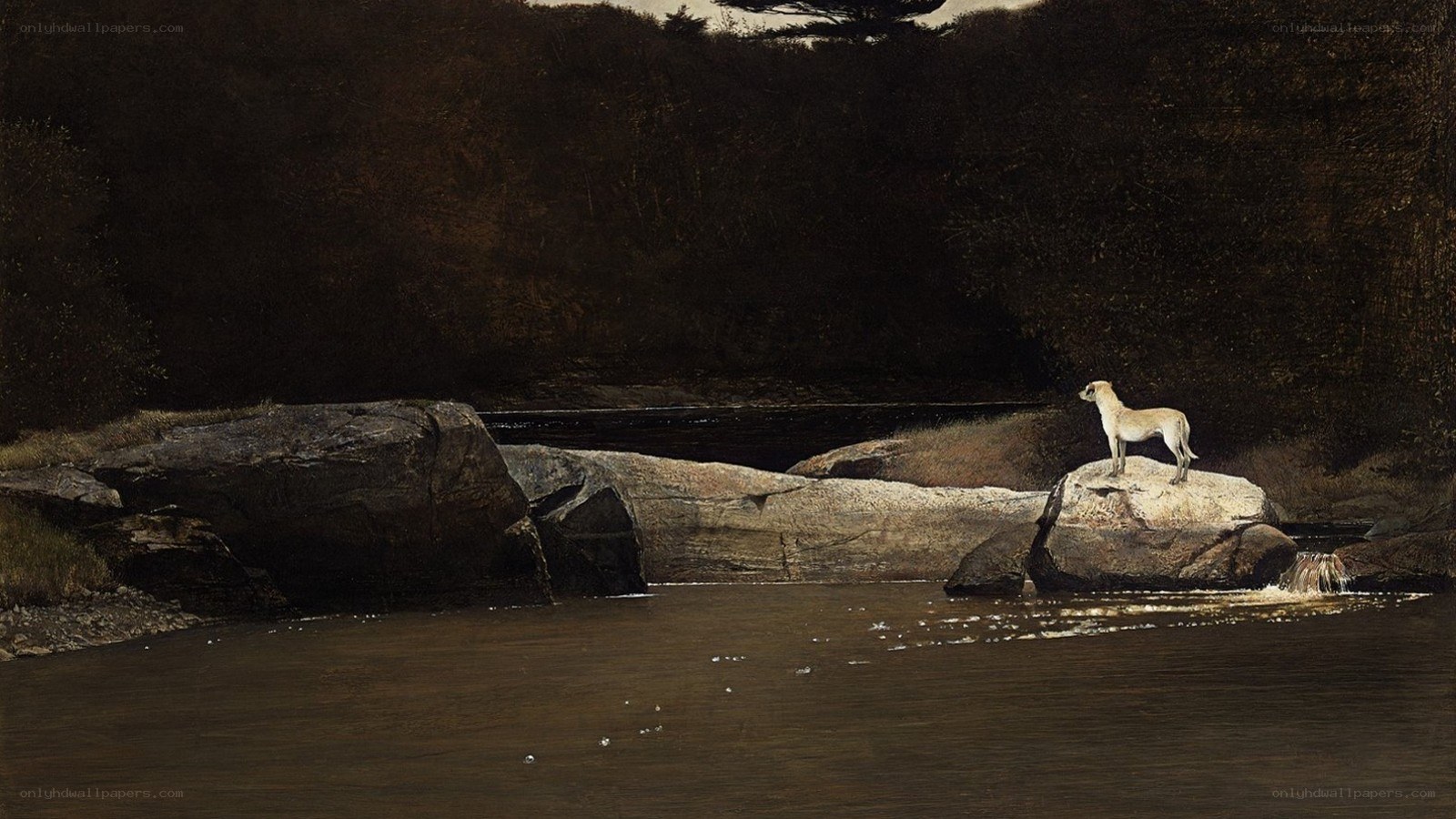 Dog on a rock by the river