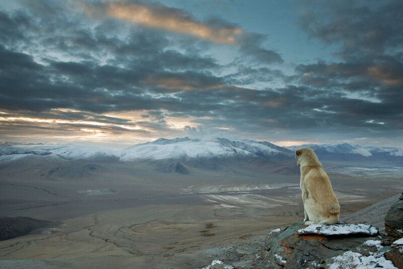 Dog on a Rock — Gray, Dramatic