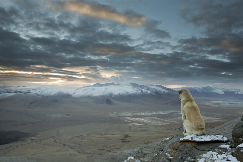 Dog on a Rock — Gray