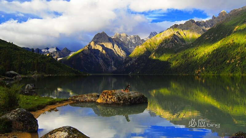 Dog on a Rock — Green, Serene, Afternoon