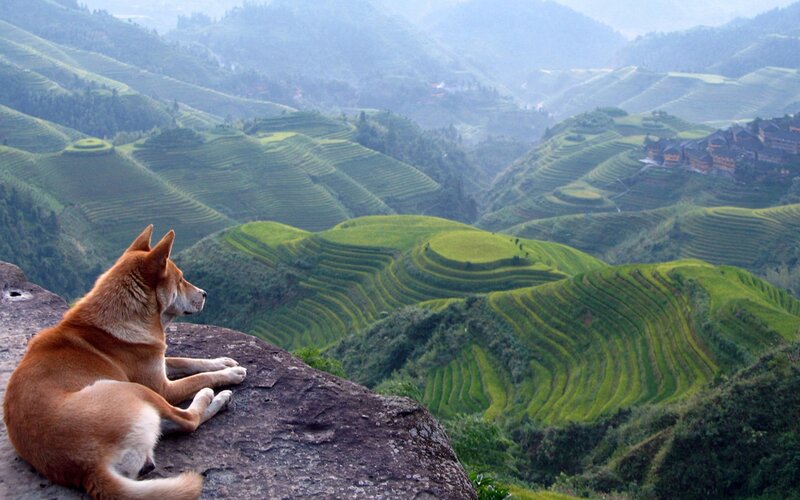 Dog on a Rock — Green, Serene, Morning, Photograph