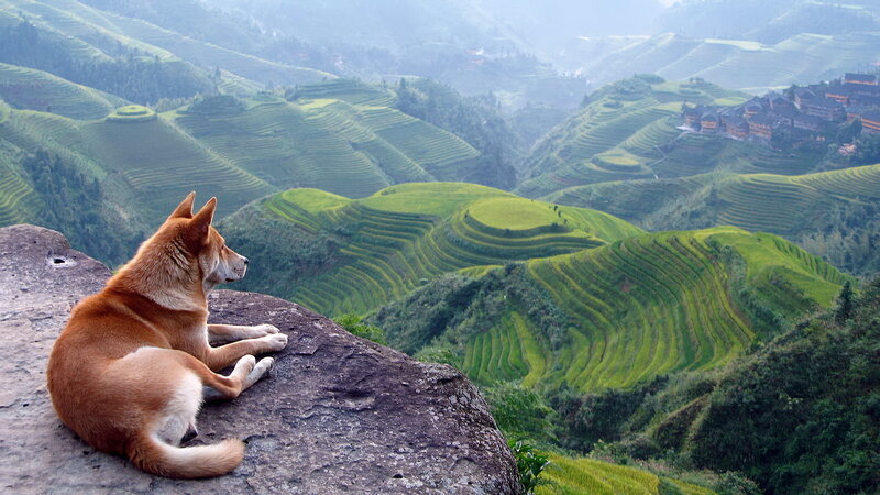 Dog on a Rock — Green, Serene, Morning