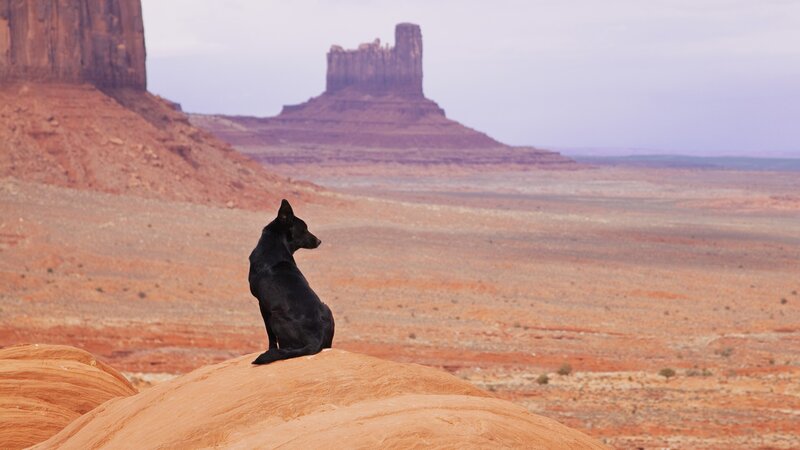 Dog on a rock in desert