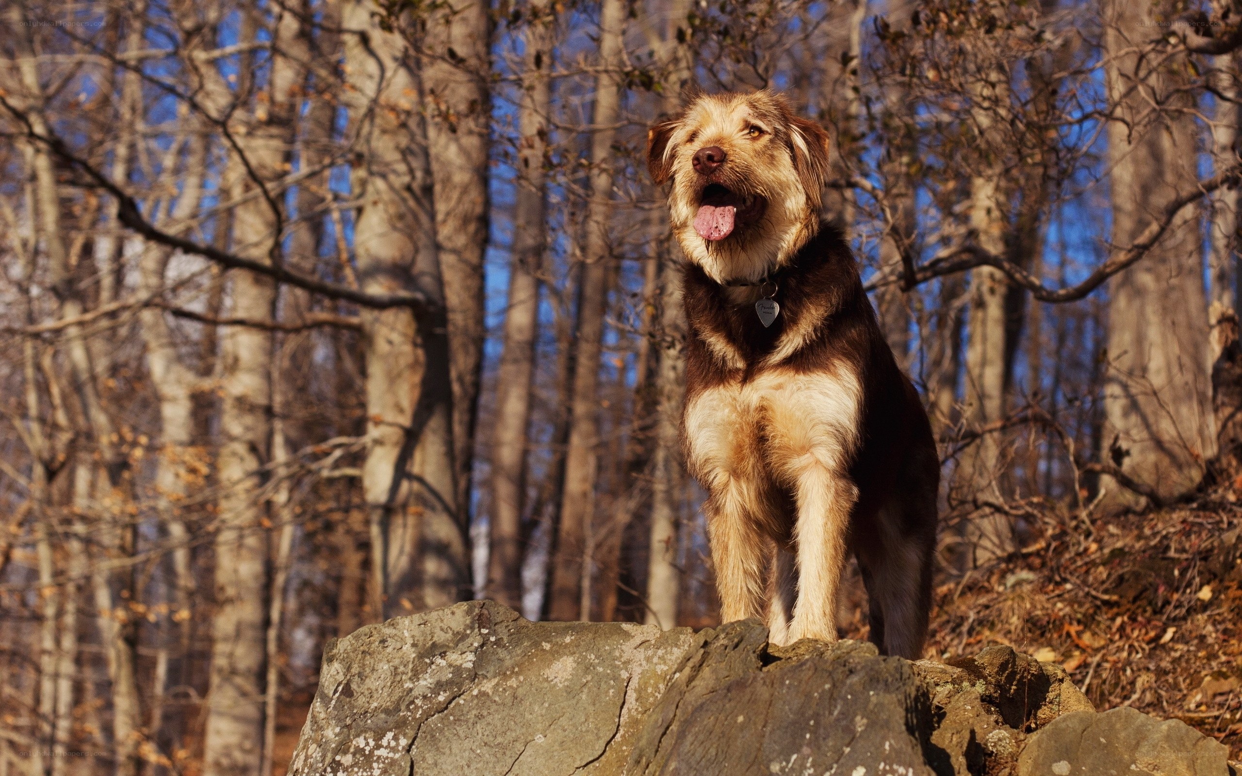 dog on a rock in forest