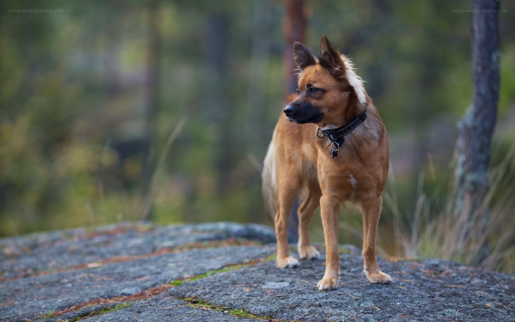 dog on a rock in forest
