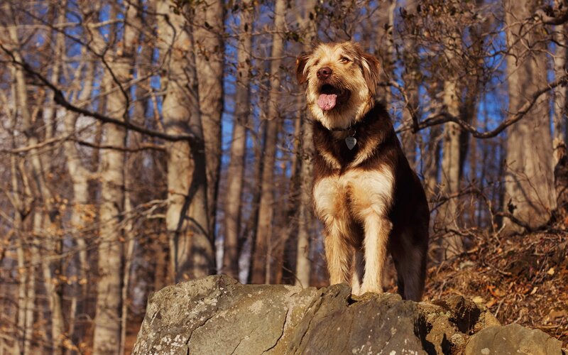 dog on a rock in the woods