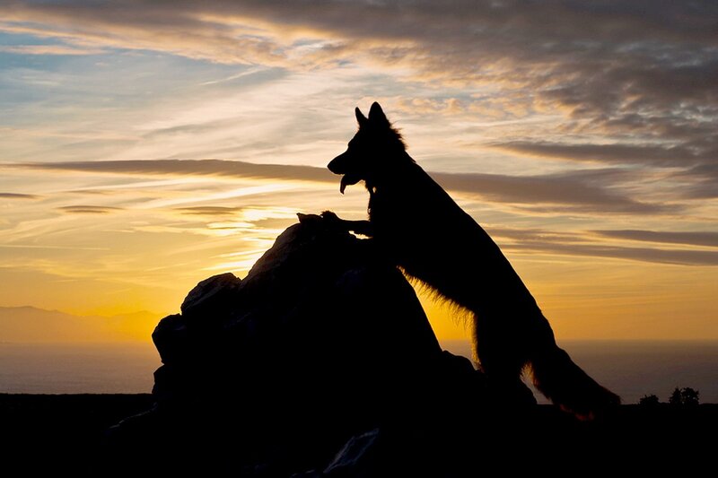 Dog on a Rock — Orange