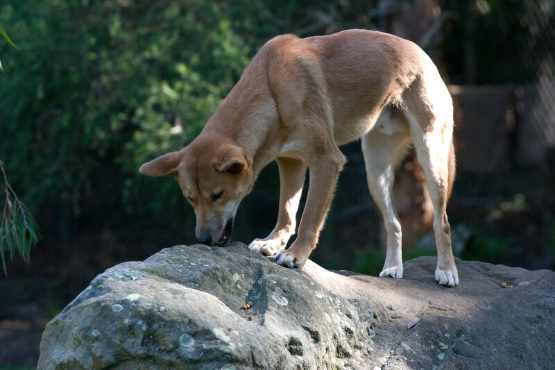 dog on a rock