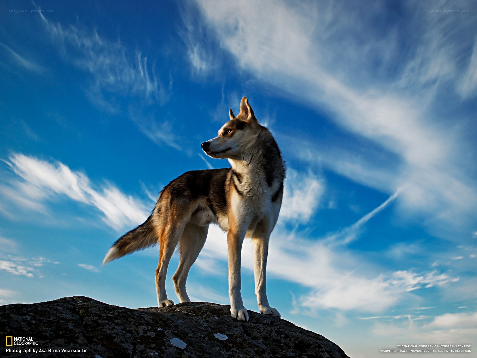 Dog on a rock under blue sky
