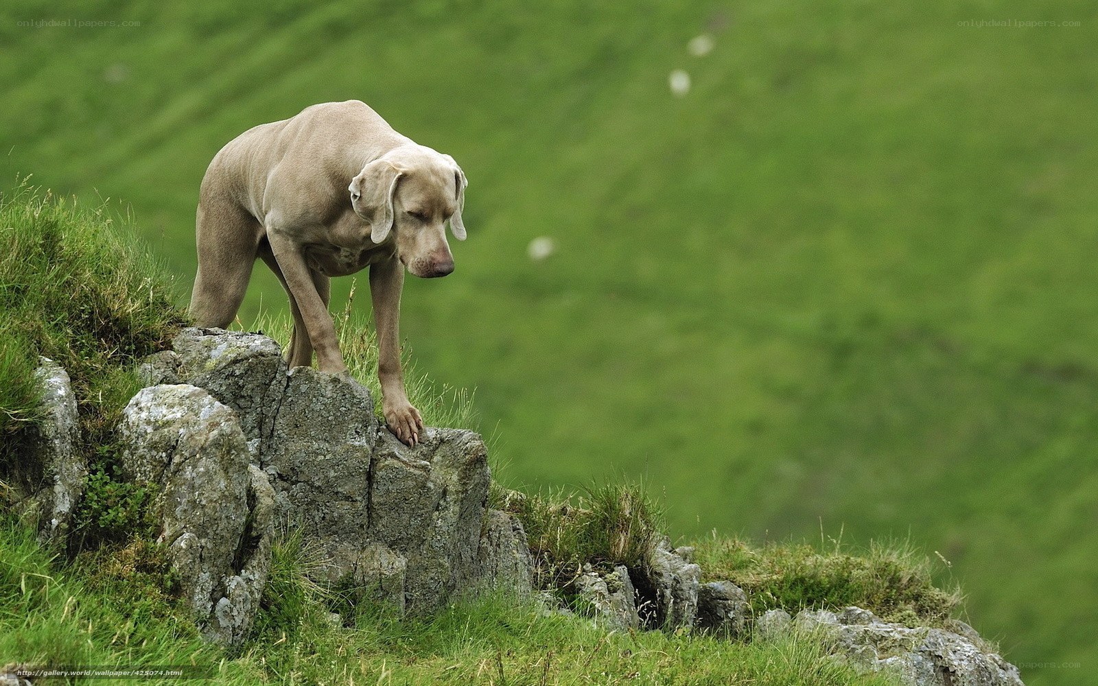dog on a rocky hillside