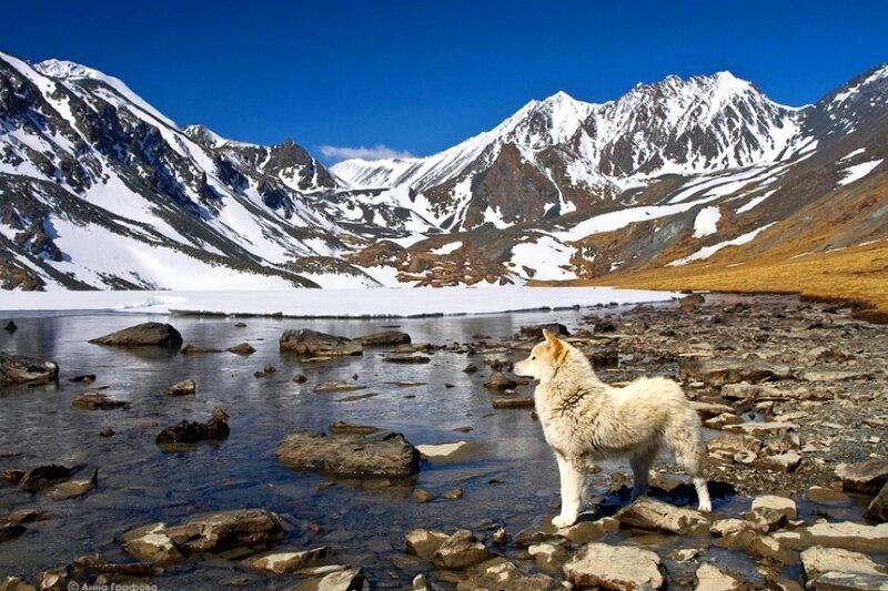 Dog on a rocky shore