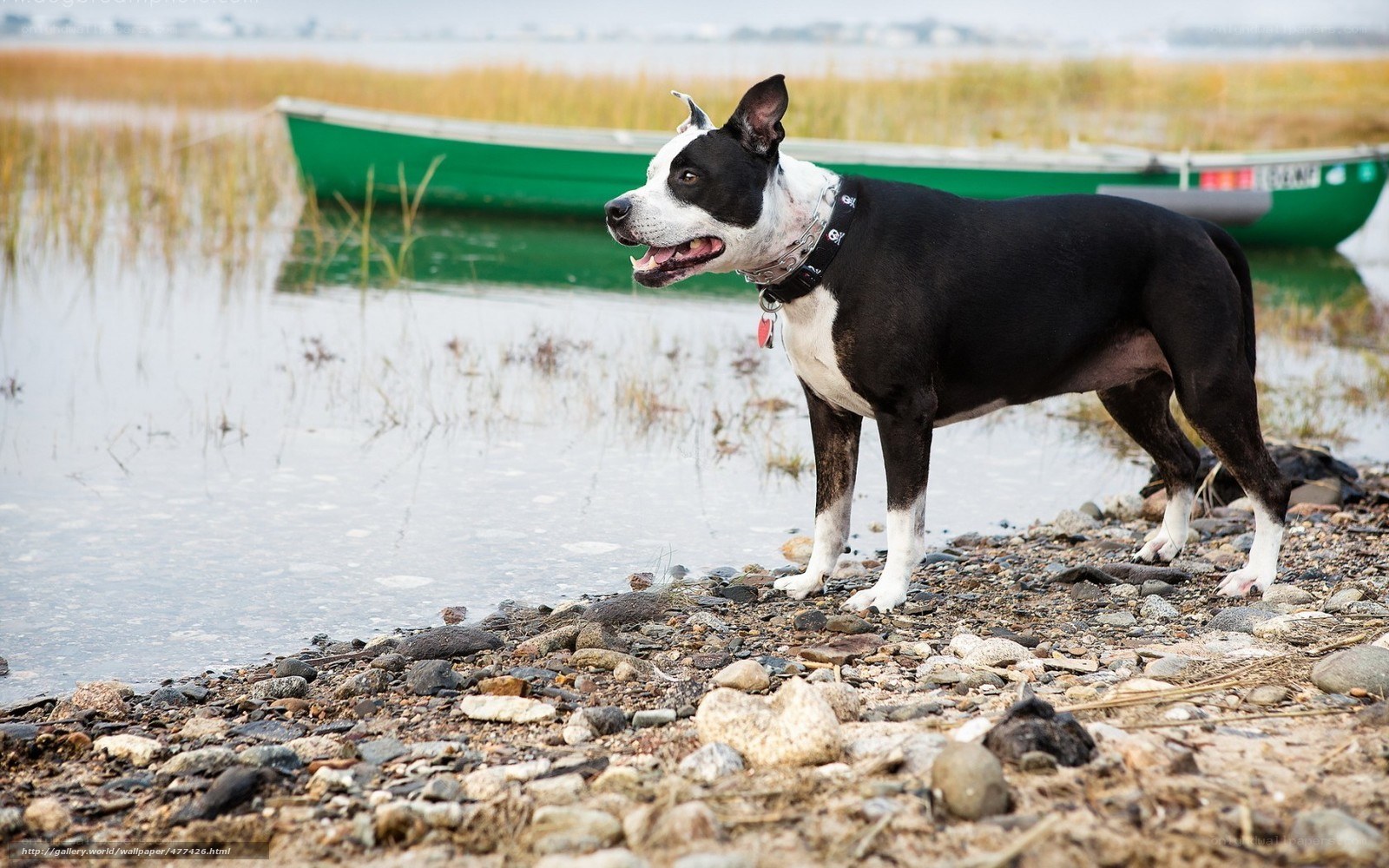 dog on a rocky shore