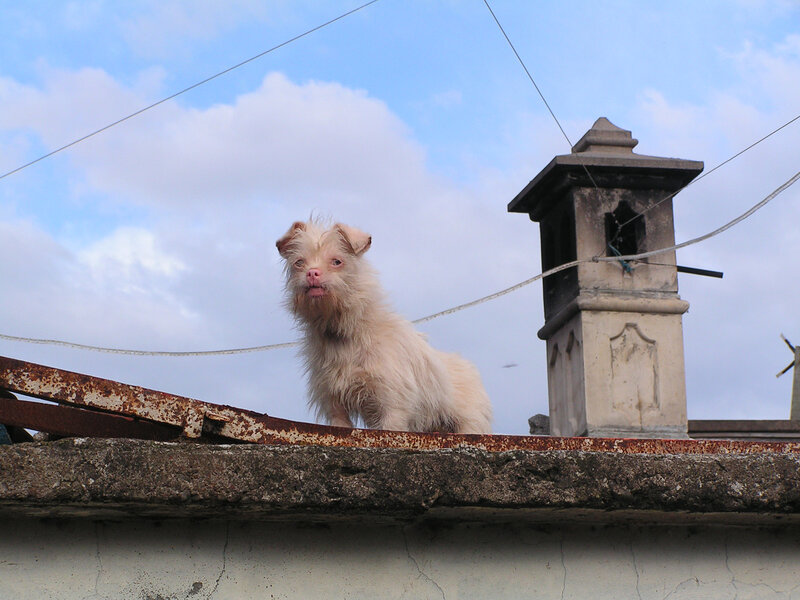 dog on a rooftop