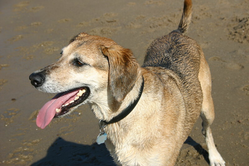 dog on a sandy beach