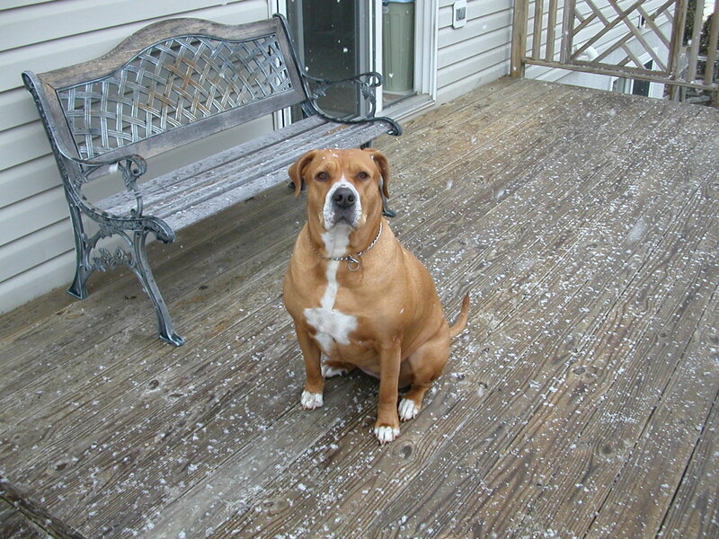 Dog on a snowy deck