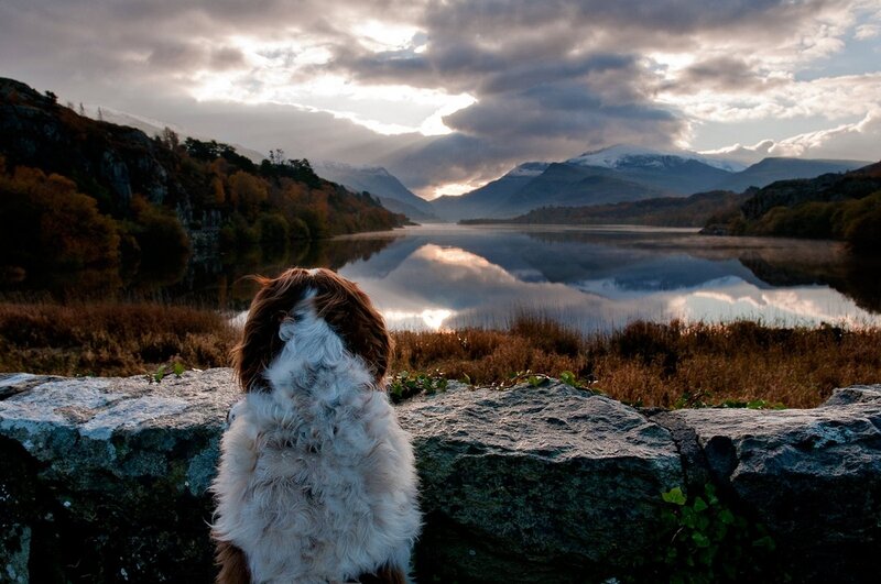 Dog on a Stone Wall — Brown