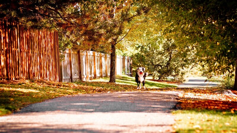 Dog on a sunny path
