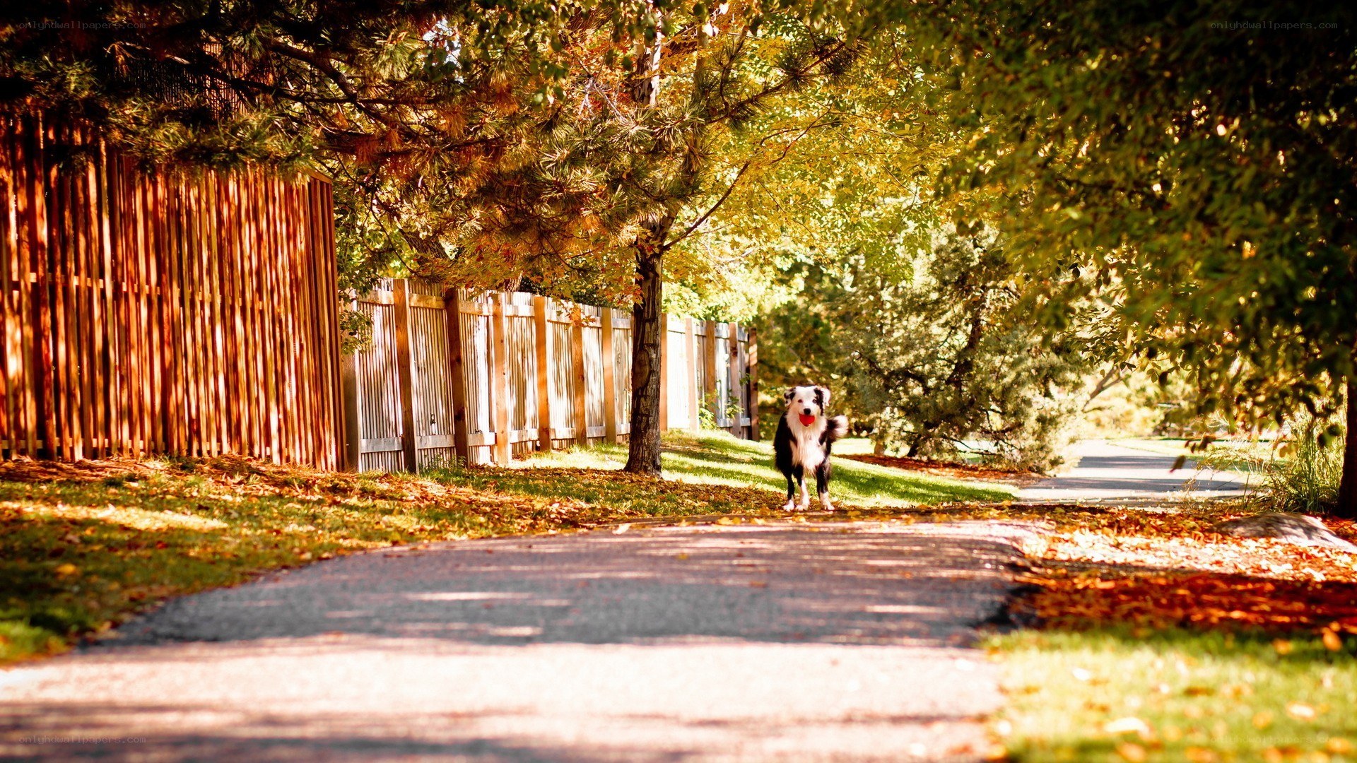 Dog on a sunny path