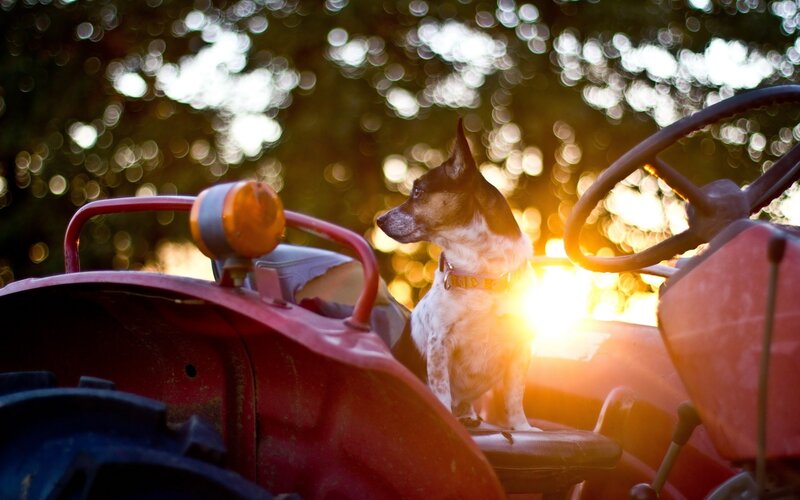 Dog on a tractor at sunset