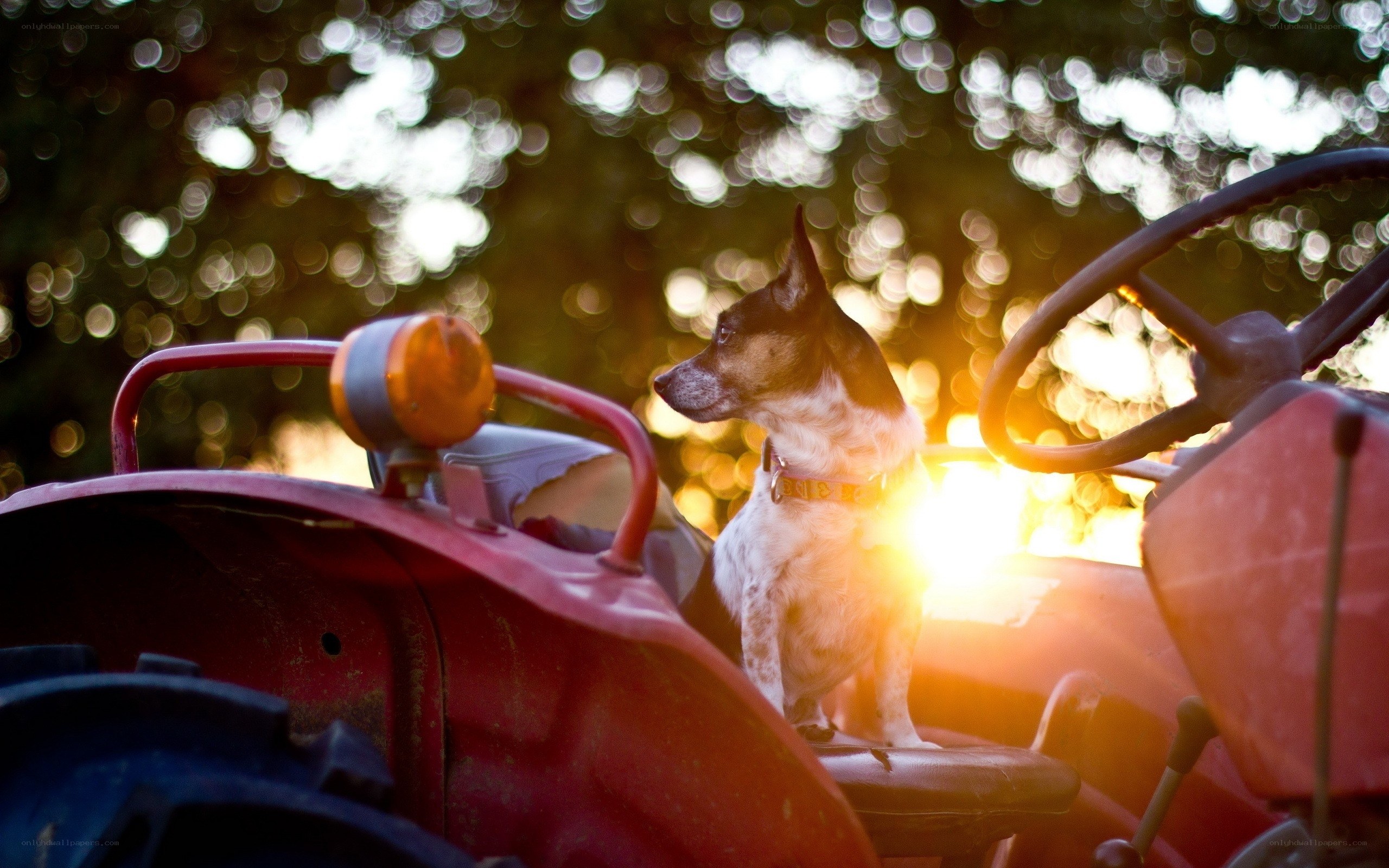 Dog on a tractor at sunset
