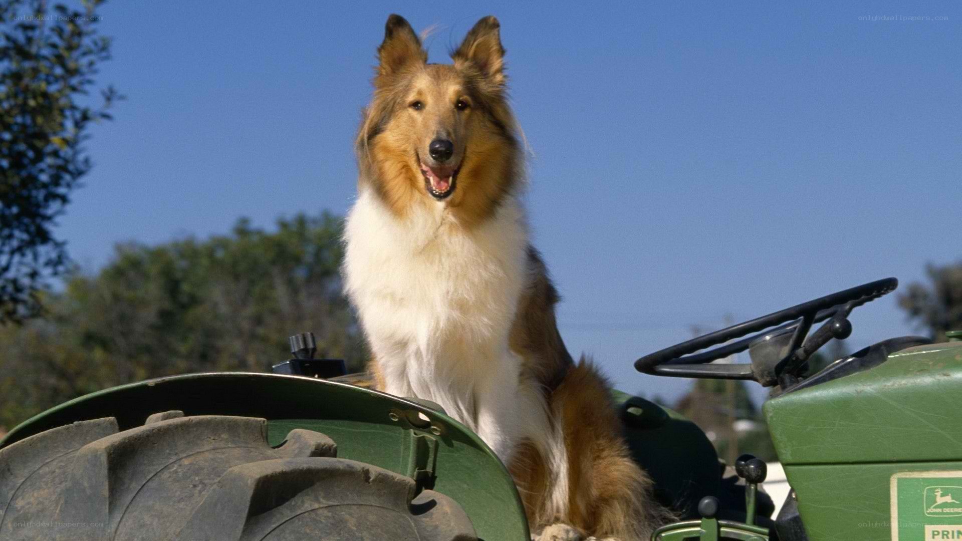 dog on a tractor
