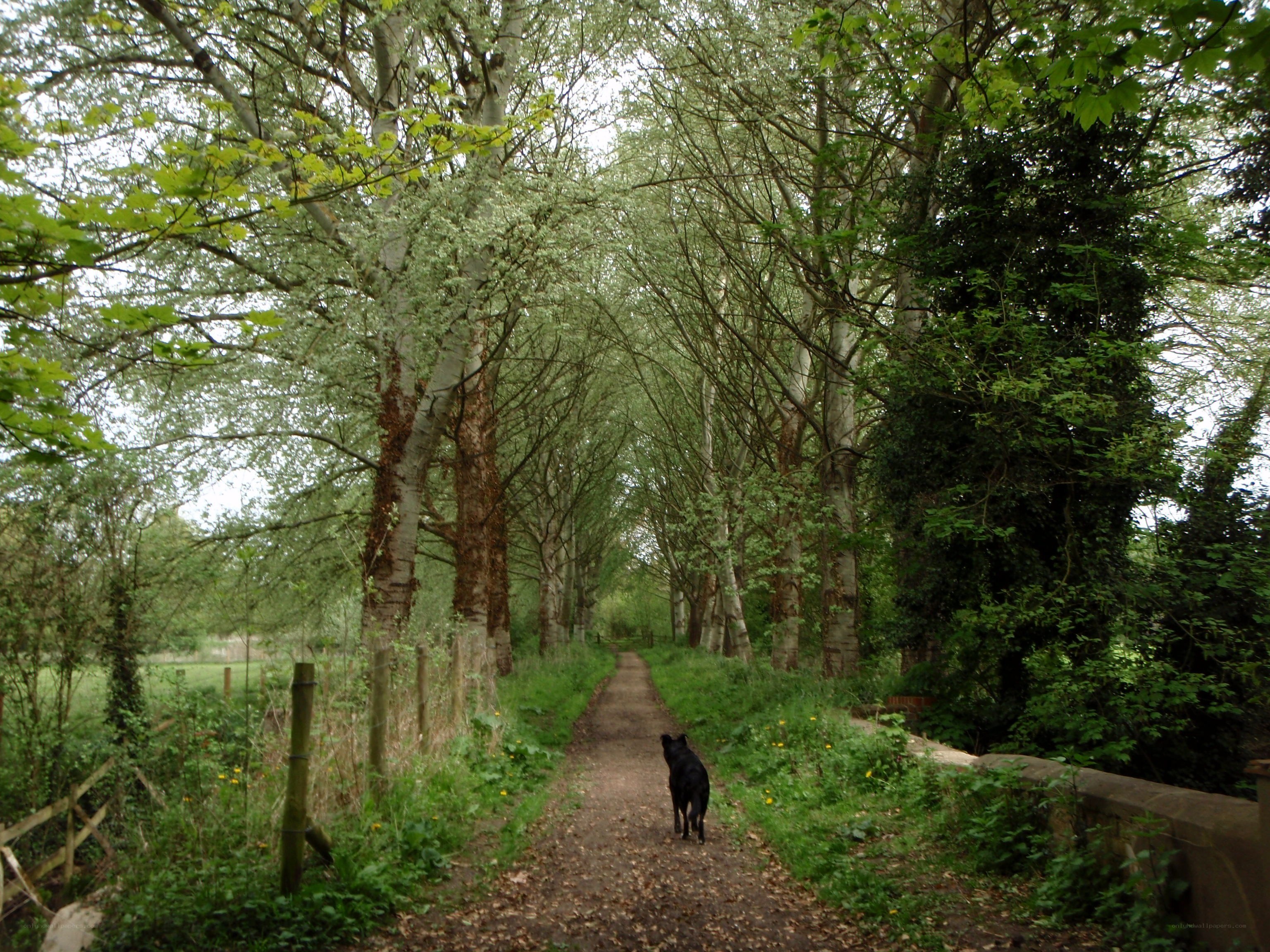 Dog on a tree-lined path