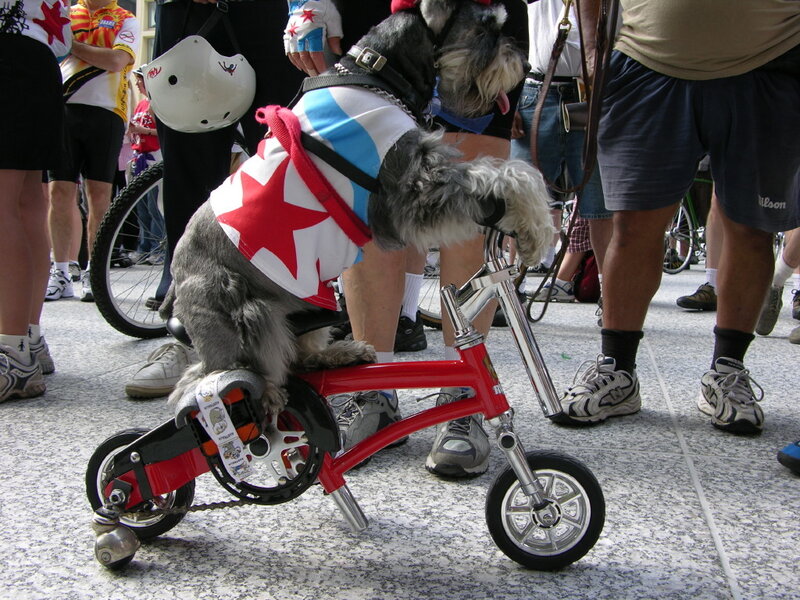 Dog on a tricycle at an event
