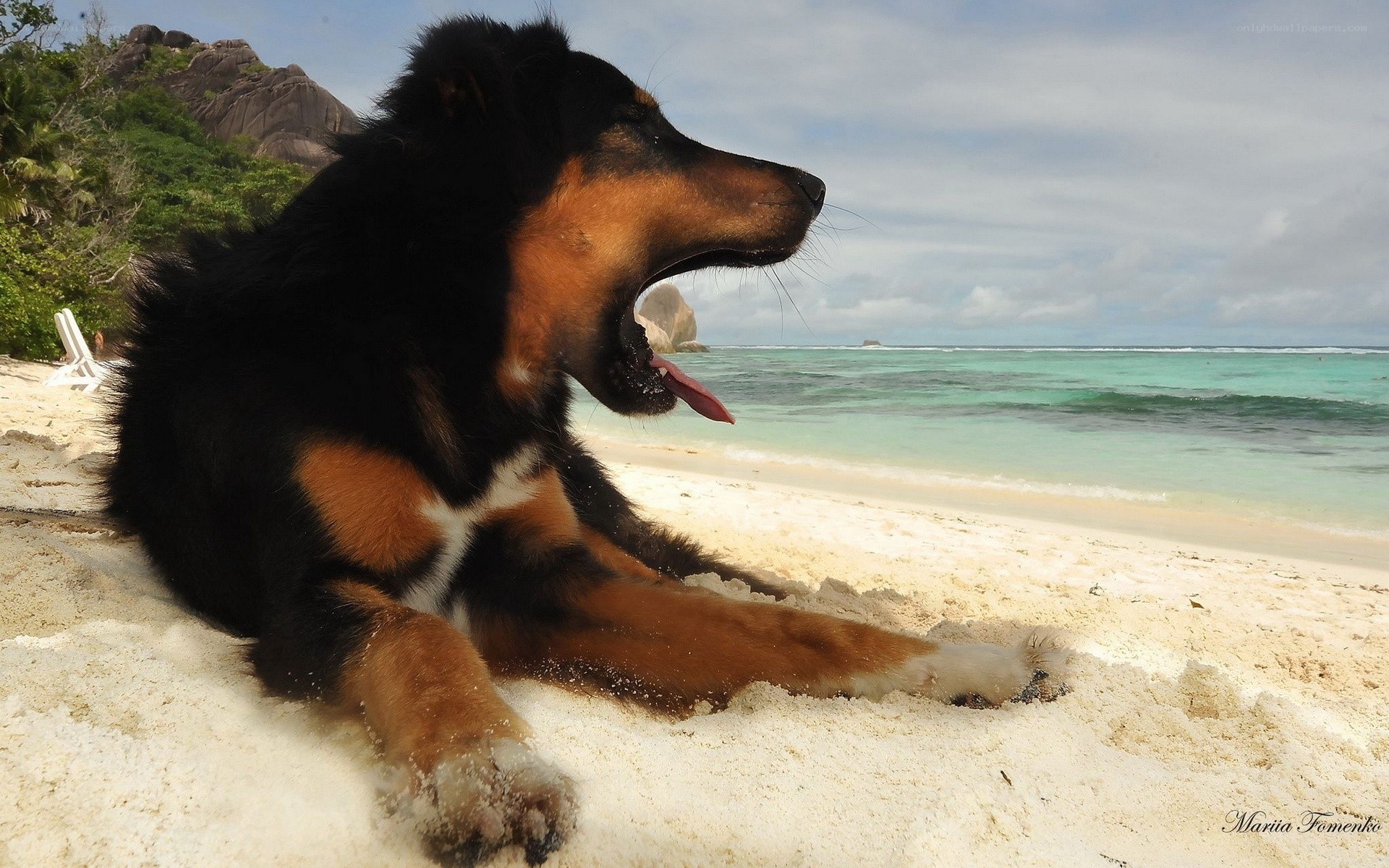 Dog on a tropical beach