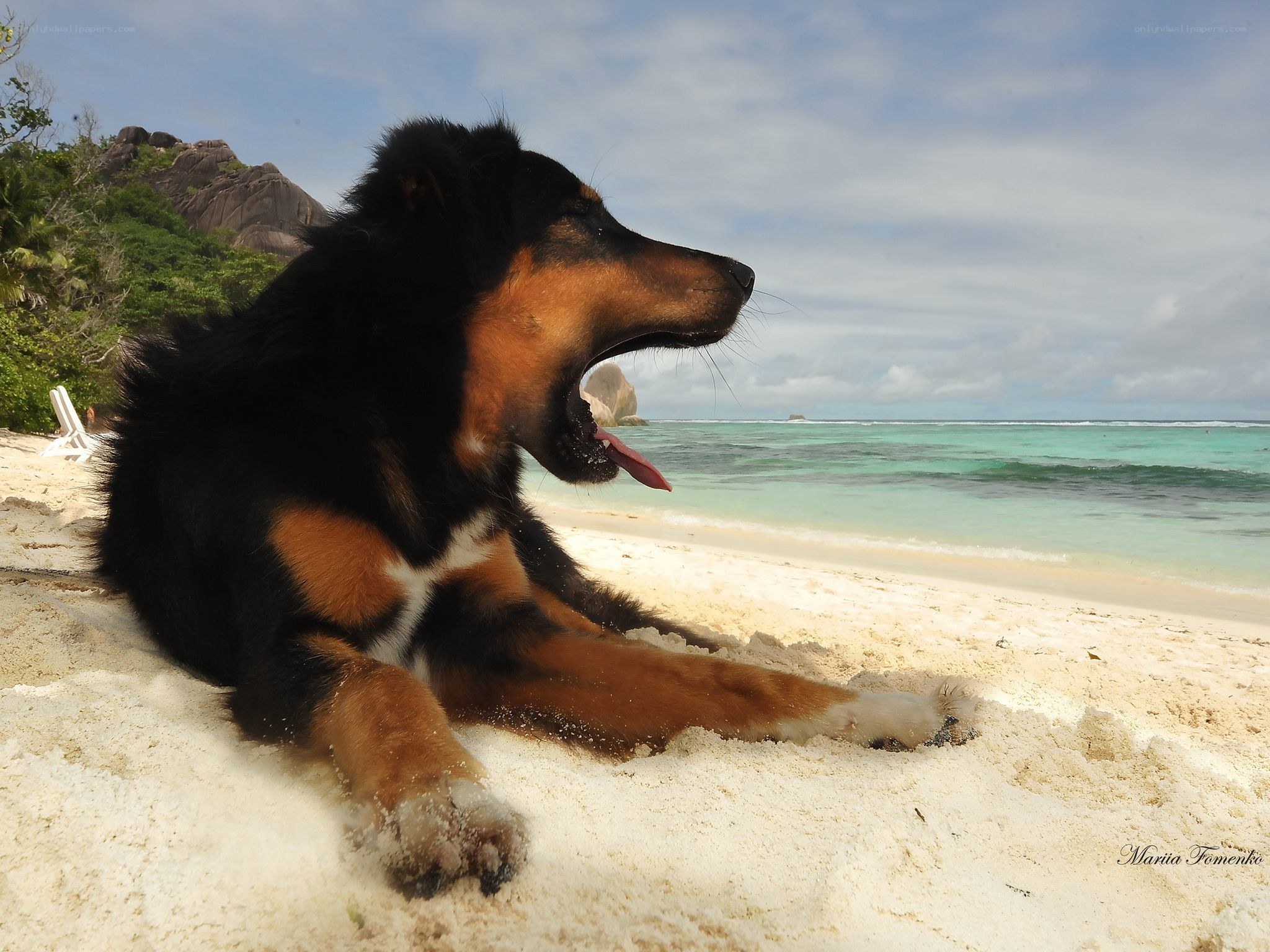 dog on a tropical beach