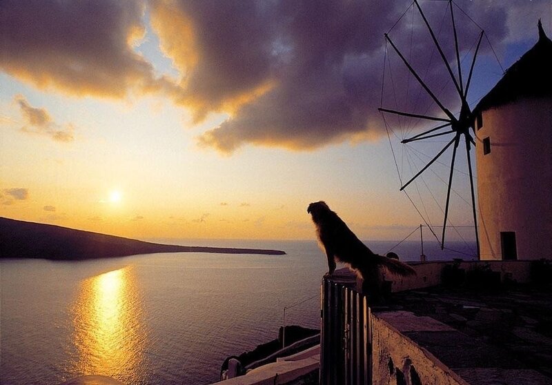 Dog on a Wall