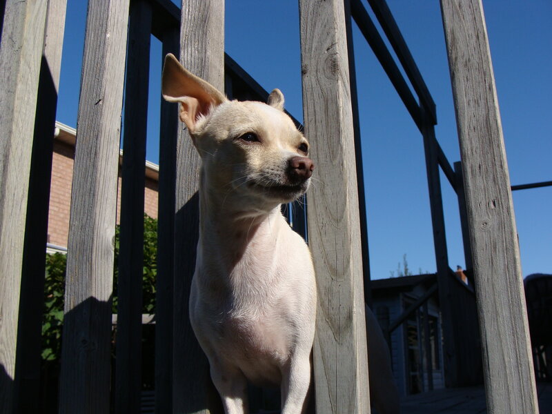 dog on a wooden deck