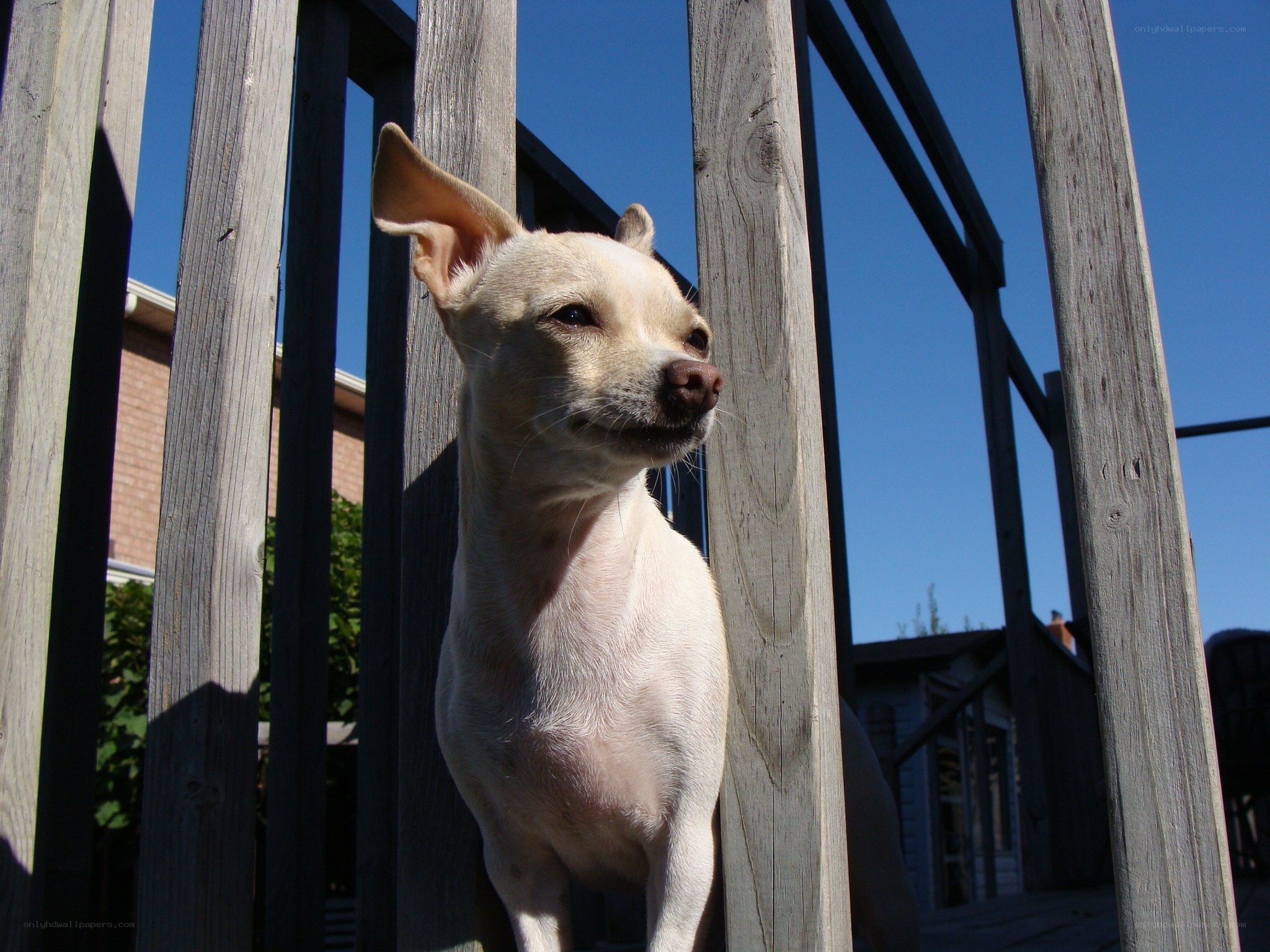 dog on a wooden deck