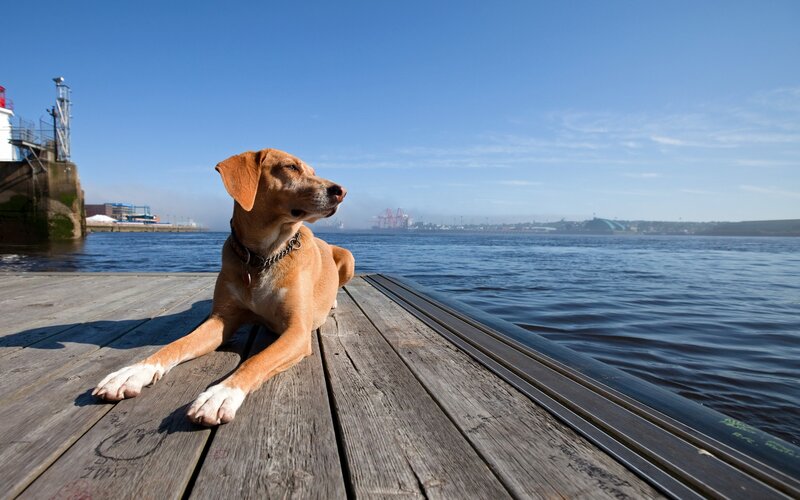 Dog on a wooden dock