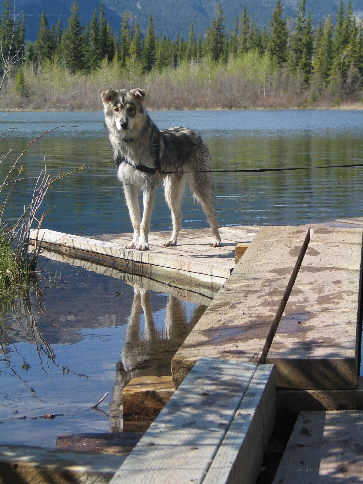 Dog on a wooden dock