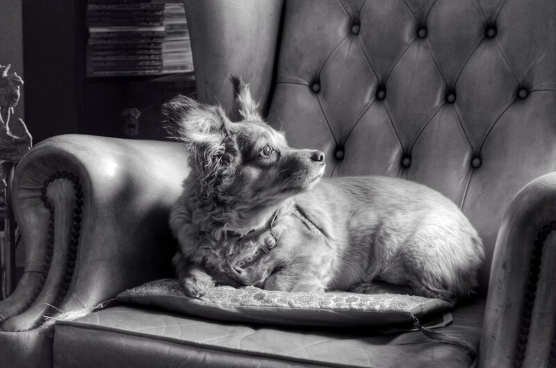 Dog on Armchair