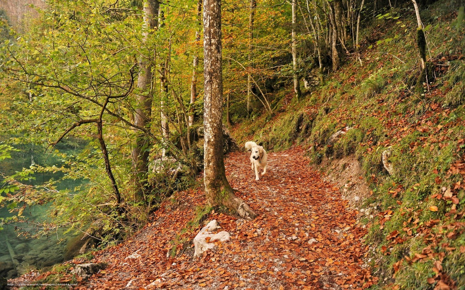 Dog on autumn forest path