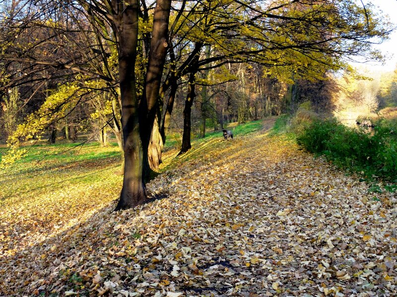 Dog on Autumn Path