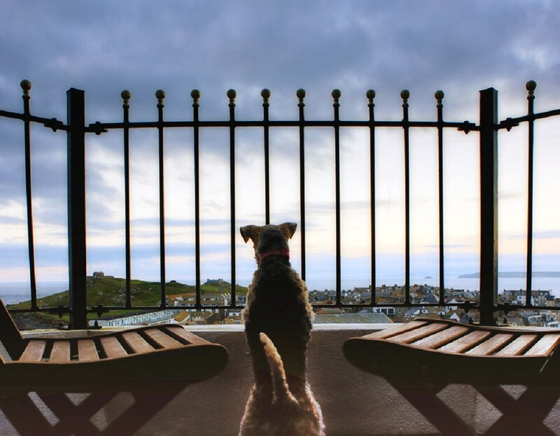 Dog on Balcony — Gray